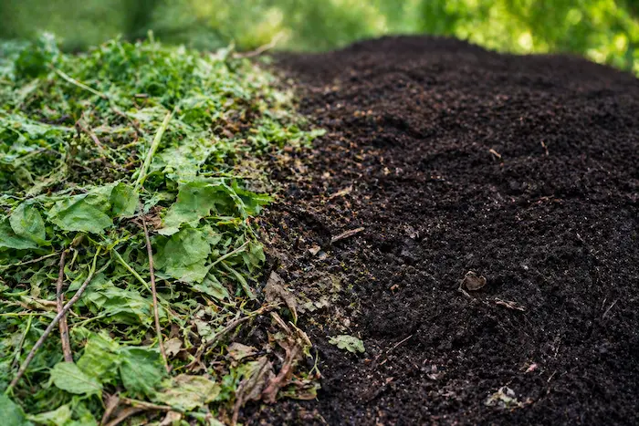 groencompost - Overgang van groenafval naar compost met bladeren en takken links en donkere compost rechts in natuurlijk proces