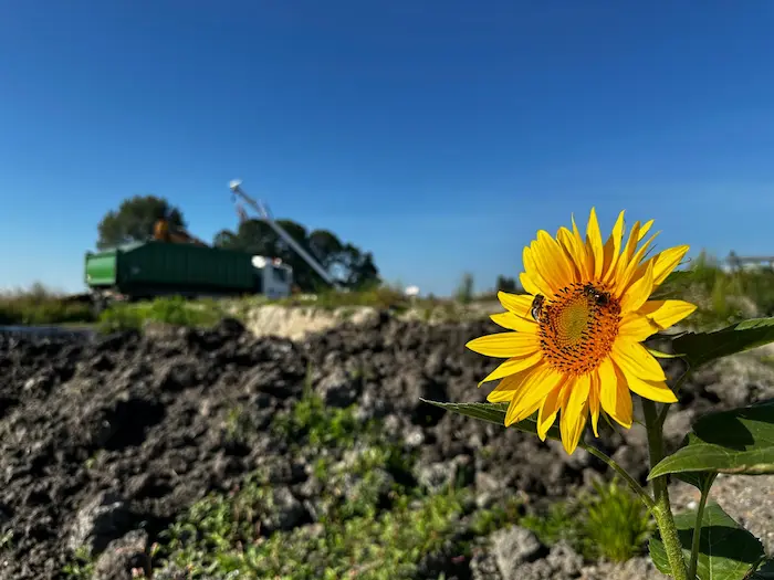 zonnebloem op grondbank met zeefinstallatie op achtergrond